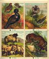 Thumbnail 0011 of The ABC of animals and birds