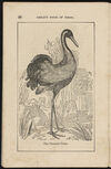 Thumbnail 0022 of The aviary, or, Child