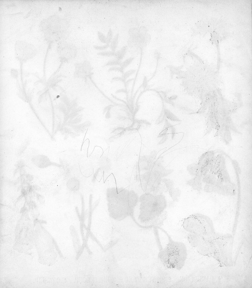 Scan 0005 of Buttercups and daisies and other pretty flowers