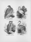 Thumbnail 0050 of Chatterbox stories of natural history