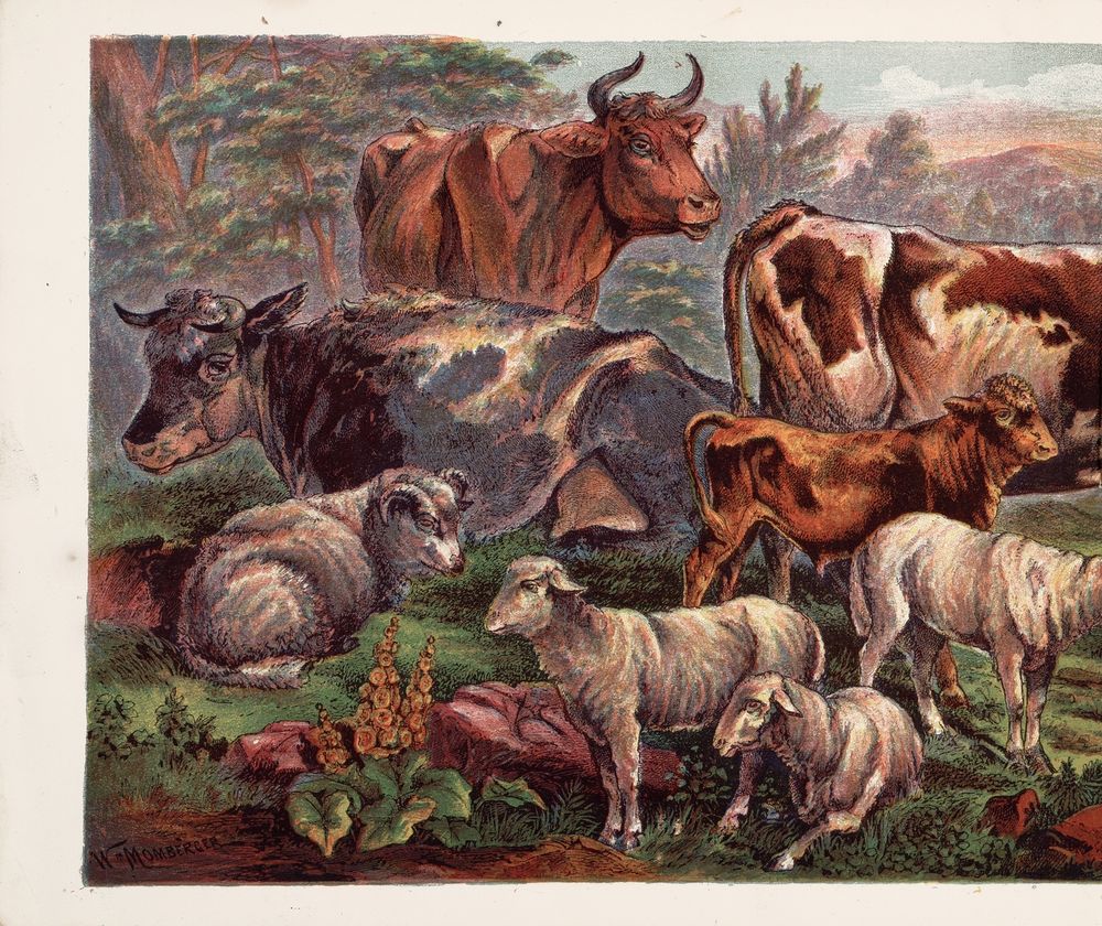 Scan 0014 of Domestic animals