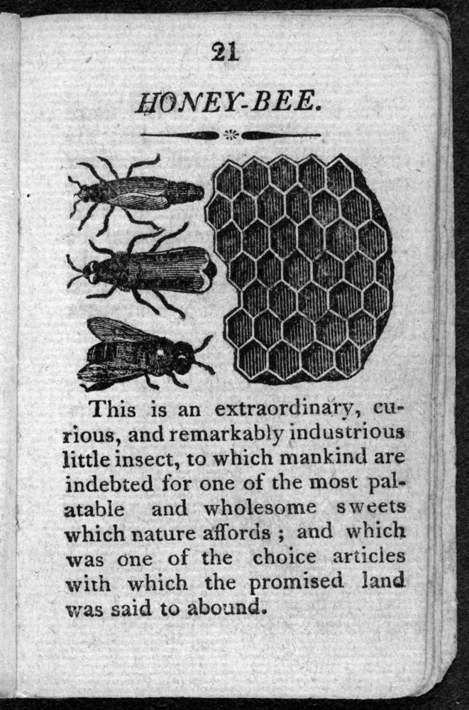 Scan 0023 of The history of insects