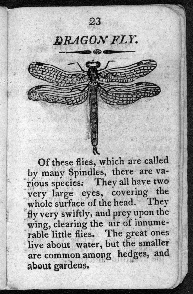 Scan 0025 of The history of insects