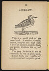 Thumbnail 0018 of The history of birds