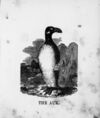 Thumbnail 0010 of The illustrated alphabet of birds