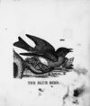 Thumbnail 0012 of The illustrated alphabet of birds