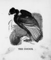 Thumbnail 0014 of The illustrated alphabet of birds