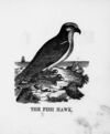 Thumbnail 0020 of The illustrated alphabet of birds