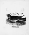 Thumbnail 0032 of The illustrated alphabet of birds