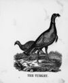 Thumbnail 0048 of The illustrated alphabet of birds