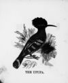 Thumbnail 0050 of The illustrated alphabet of birds
