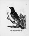Thumbnail 0054 of The illustrated alphabet of birds