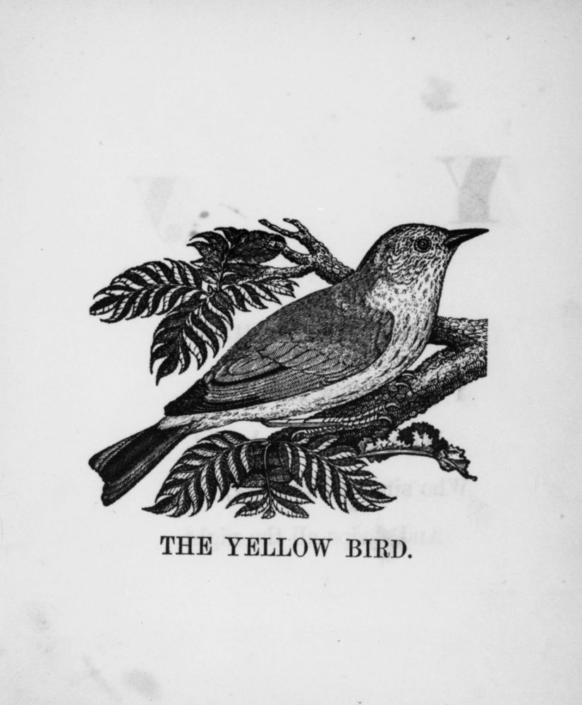 Scan 0058 of The illustrated alphabet of birds