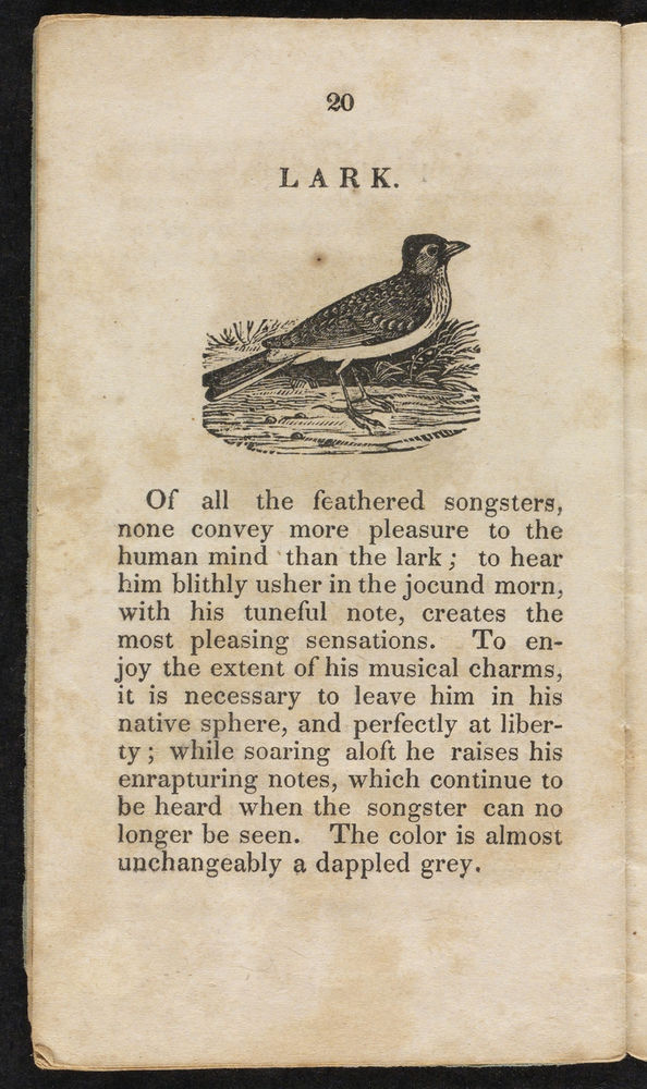 Scan 0022 of Natural history of birds