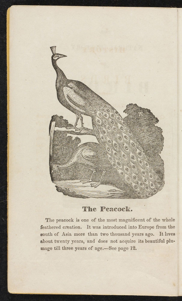 Scan 0004 of The natural history of birds