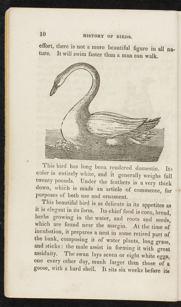 Scan 0012 of The natural history of birds