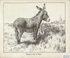 Thumbnail 0002 of The book of donkeys