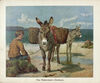 Thumbnail 0004 of The book of donkeys