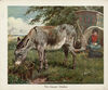 Thumbnail 0005 of The book of donkeys