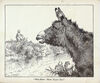 Thumbnail 0006 of The book of donkeys