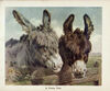 Thumbnail 0010 of The book of donkeys