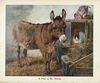 Thumbnail 0012 of The book of donkeys