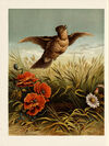 Thumbnail 0022 of The swallow and the skylark