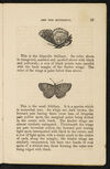 Thumbnail 0019 of William Seaton and the butterfly