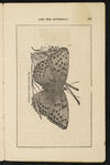 Thumbnail 0021 of William Seaton and the butterfly