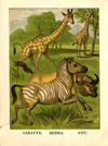 Thumbnail 0004 of The zoological gardens