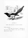 Thumbnail 0021 of The bird and insects