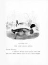 Thumbnail 0049 of The bird and insects