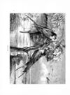 Thumbnail 0091 of The bird and insects