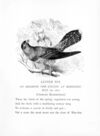 Thumbnail 0097 of The bird and insects