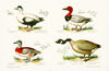 Thumbnail 0010 of Swimming birds