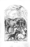 Thumbnail 0022 of Pictures and stories of natural history