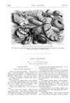 Thumbnail 0034 of St. Nicholas. September 1874
