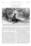Thumbnail 0019 of St. Nicholas. February 1875
