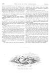 Thumbnail 0031 of St. Nicholas. February 1878