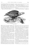 Thumbnail 0046 of St. Nicholas. February 1878