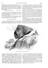 Thumbnail 0076 of St. Nicholas. March 1888