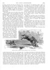 Thumbnail 0006 of St. Nicholas. May 1888