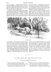 Thumbnail 0041 of St. Nicholas. May 1888