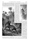 Thumbnail 0055 of St. Nicholas. May 1888