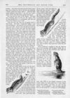 Thumbnail 0063 of St. Nicholas. February 1887