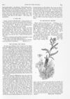 Thumbnail 0084 of St. Nicholas. November 1890