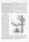 Thumbnail 0077 of St. Nicholas. December 1890