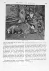 Thumbnail 0079 of St. Nicholas. March 1896