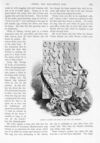 Thumbnail 0079 of St. Nicholas. December 1895