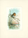 Thumbnail 0003 of Autobiography of a robin